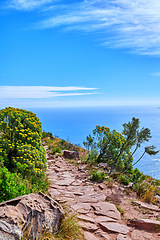 Image showing Beautiful view of the ocean from a hiking trail on a cliff. Landscape of colourful wild flowers in nature at Table Mountain national park in Cape town on a sunny day with blue sky and copy space