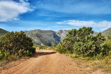 Image showing Dirt road leading to mountains with lush green plants and bushes growing along the path with a blue sky background. Landscape view of quiet scenery in a beautiful nature reserve with copy space