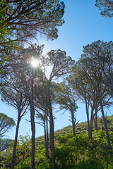 Image showing Landscape view of trees on a mountain against a clear blue sky in nature during summer. Pine trees, vegetation, and greenery growing in a forest for hiking and adventure during vacations and holidays
