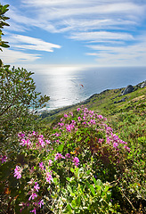 Image showing Quiet ocean view from a mountain landscape with vibrant malva flowers and greenery against a calm sea and cloudy blue horizon. Secluded nature walking trail in South Africa in summer with copy space