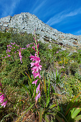 Image showing Beautiful Gladiolus Gladioli flowers on a hiking trail with a blue sky and sunshine in the background. Many purple, pink and green organic flowering plants on a nature explore path with copy space