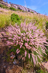 Image showing Closeup of purple and white wild flower or plant growing on a mountainside. Landscape of South Africas colourful and vibrant flora in its natural environment on a sunny day