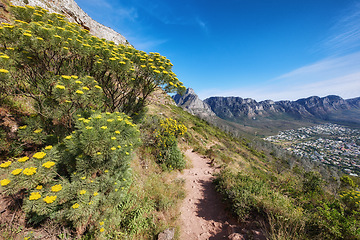 Image showing Mountain hiking trail leading through fernleaf yarrow flowers or achillea filipendulina growing on Table Mountain, South Africa. Green flora bush or plants in peaceful, serene and wild nature reserve