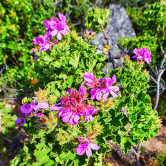 Image showing Pink mesembryanthem fynbos flowers growing on Table Mountain, Cape Town in South Africa. Green bushes and dry shrubs with flora and plants in a serene and uncultivated nature reserve in summer