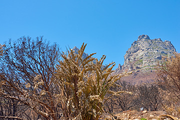 Image showing Twelve Apostles at Table Mountain in Cape Town against a clear blue sky background from below. Panoramic view of plants and shrubs growing around a majestic rocky valley and scenic landmark in nature