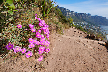 Image showing Colorful pink flowers on a hiking trail along the mountain. .Vibrant mesembryanthemums or vygies from the aizoaceae species growing on dry sandy land in a natural environment on Lions Head Cape Town