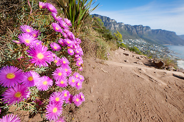 Image showing Pink trailing iceplant flowers near a hiking trail with a view of the mountains and ocean in the background. Nature landscape of colorful plants growing in nature near a dirt road on Table Mountain