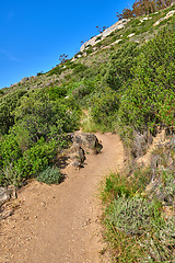 Image showing A hiking trail on a rocky green mountain. Beautiful landscape of a dirt road leading through thick wild bushes and plants on a hill with blue sky copy space. A discovery or explore path in nature