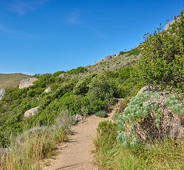 Image showing Scenic hiking trail along Table Mountain, Cape Town in South Africa with lush plants against a clear blue sky background. Panoramic view of beautiful and rugged natural landscape to explore