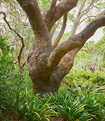 Image showing Closeup of a large oak tree growing in a dense forest. Beautiful wild nature landscape of lush green plants in the woods or an eco friendly environment with details of old bark textures and patterns