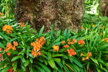 Image showing Orange bush lilies growing near a tree trunk in spring. Nature landscape of indigenous clivia lily flowers blooming in green nature. Popular native South African plant in a lush garden foliage