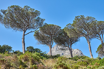 Image showing Beautiful mountain side with plants flowers and trees on a sunny summer day with clear blue sky. Isolated natural calm serene land, located in the Western Cape South Africa