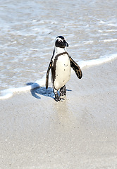 Image showing A black footed African penguin on a sandy beach, breeding colony or coast conservation reserve in Cape Town, South Africa. Endangered oceanic wildlife and waterbird, protected for tourism