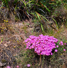 Image showing Beautiful bunch of wild trailing ice plants in quiet forest. Lush green bushes and leaves growing in a peaceful park. Serene beauty in nature with patterns of vibrant pink flowers in soothing nature