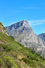 Image showing A landscape of a mountain with trees and shrubs on a famous tourism and hiking site on Table Mountain for nature explorers. Wild plants in their natural environment at a national park on a sunny day