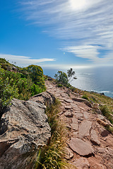 Image showing A hiking trail in the coastal location of Lions Head, Table Mountain National Park in Cape Town. Beautiful landscape of a hiking path surrounded by nature and the ocean on a summer day