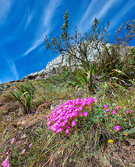 Image showing Colorful pink flowers growing on a mountain with a blue sky background from below. Vibrant mesembryanthemums or vygies from the aizoaceae species blooming in a dry natural landscape in South Africa