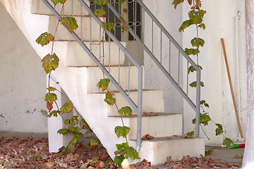 Image showing Old stairs outside in autumn with vines hanging and climbing plants growing. Exterior of forgotten white house with concrete staircase and metal railings with dry dead leaves covering the ground