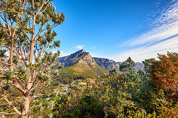 Image showing Copyspace of flowers, plants, and trees on a mountain in South Africa, Western Cape. Landscape view of beautiful vegetation and greenery on a hiking trail in a natural environment in summer