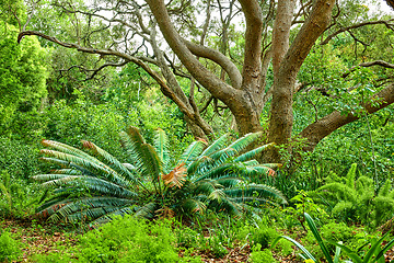 Image showing Vibrant fern, shrubs and big wild trees growing in lush Kirstenbosch Botanical Gardens in Cape Town on a sunny day in spring. Closeup of leafy plant species blooming in a natural forest environment