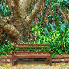 Image showing Wooden bench on a pathway in a botanical garden in Cape Town, South Africa. A quiet park to enjoy nature and enjoy adventure travels. Find tranquility and rest amongst the green trees, natural fauna