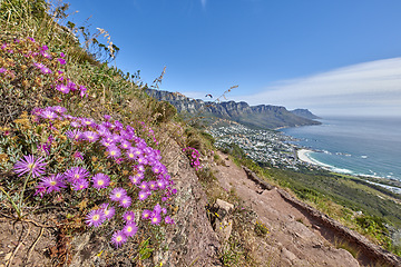 Image showing Purple fynbos flowers blossoming and blooming on a famous tourism hiking trail on Table Mountain National Park in Cape Town, South Africa. Plant life growing and flowering in nature reserve abroad