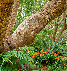 Image showing Green ferns and big wild trees growing in lush Kirstenbosch Botanical Gardens in Cape Town on a sunny day outdoors in spring. Closeup of vibrant orange flowers and leafy plants blooming in nature