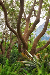 Image showing Green ferns and big wild trees growing in lush Kirstenbosch Botanical Gardens in Cape Town on a sunny day outdoors in spring. Closeup of leafy plant species blooming in a natural forest environment