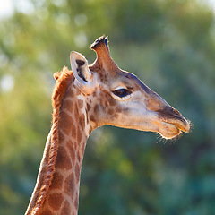 Image showing Closeup of wildlife in a conservation national park with wild animals in Africa. A single long neck mammal in the savannah region. One giraffe in the wild on safari during a hot summer day.