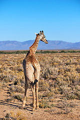 Image showing Giraffe in a savannah in South Africa from the back on a sunny day against a blue sky copy space background. One tall wild animal with long neck spotted on safari in a dry and deserted national park