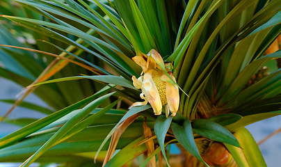 Image showing Screw pine tree with edible fruit growing in a garden in a tropical environment. Closeup of pandanus tectorius species of plant with long green leaves blooming and blossoming in nature on a sunny day