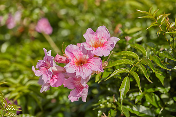 Image showing Closeup of beautiful evergreen podranea ricasoliana or trumpet vine foliage with vibrant petals blooming and blossoming in nature on a sunny day in spring. Colorful pink flowers growing in a garden.