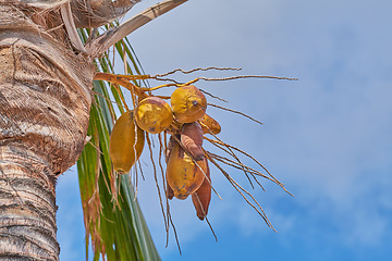 Image showing Coconut tree with green palm leaves and fresh yellow fruit on sunny summer day with blue sky. Beautiful natural, serene in tropical area on the island of La Palma, Canary islands in Spain