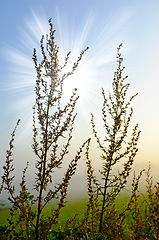 Image showing Green flower spikes on dark red branching stems in a field at sunrise with lensflare. Blooming beets plants growing and thriving in a natural environment. Flowering weeds in a meadow outside