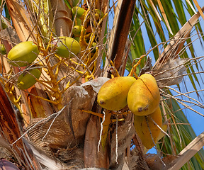 Image showing Exotic papaya fruit growing on trees on the Island of La Palma, Canary islands in Spain. Bottom view of fresh and organic fruits hanging in a natural environment in a tropical area for tourists