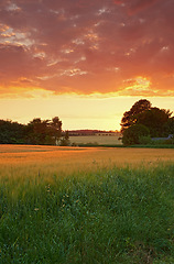 Image showing Scenic landscape of an agriculture and sustainable farm in the harvest season for crops and wheat. Bright and dramatic sky at sunset over an organic green field in the countryside with copyspace.