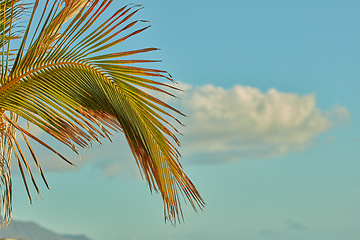 Image showing Closeup of a Palm tree growing on the island of La Palma, Canary Islands, against a sky background with copyspace. Zoom in on color and texture of tropical leaves on branches on a peaceful resort