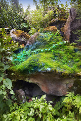 Image showing Green and colourful forest moss and shrubs growing on a rocky outcropping. Various vibrant bright plants outdoor on a sunny day. Wild nature environment on La Palma, Canary Islands, Spain in summer