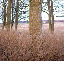 Image showing Dry grassy meadow in a pine, fir or cedar tree forest in Sweden. Landscape of old trunks and tall grass in a quiet, wild and remote coniferous woods, for environmental nature conservation in winter