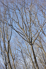 Image showing Bare trees during daytime in autumn or winter with blue sky background. Calm serene and isolate outdoor natural forest found in the peaceful countryside perfect for relaxing views and walks