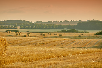 Image showing Bales of brown straw and hay on a field in the countryside with copy space at sunrise. Scenic landscape of farm in rural village for harvesting crops and wheat. Golden haystacks in an empty meadow