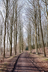 Image showing A path between leafless trees in an autumn forest. Landscape of an open dirt road or hiking trail with tall tree branches at the end of fall season. Mysterious path in nature for adventure walks