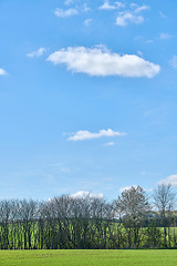 Image showing Beautiful landscape of a lush green field outdoors on a peaceful summer afternoon. A row of tall trees and plants growing on endless land with cloudy blue sky copy space over a meadow on a farm