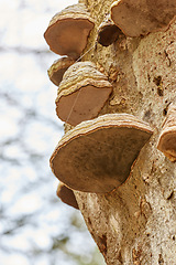 Image showing Closeup from multiple hoof fungus fomes fomentarius growing on an old tree from below with spider webs coiled around. Low angle of rough texture of brown hardwood in a forest with natural ecosystem