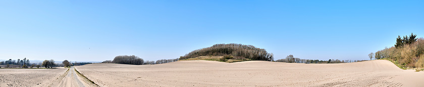 Image showing Copy space with view of trees on a sandy and barren farm with clear blue sky background on a sunny day. Panoramic landscape of a dry, arid and uncultivated land on the East Coast of Jutland, Denmark