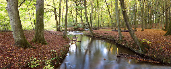 Image showing Tree trunks and a river in a forest with red leaves covering the ground. Scenic landscape of woods in the autumn showing vibrant colors. A background of greenery on a summer day in the wilderness