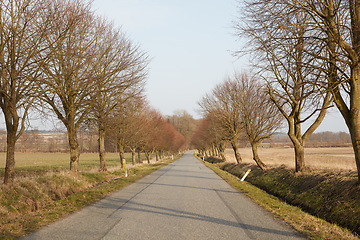 Image showing Scenic, serene highway in the countryside. Beautiful tall trees growing along a road in a peaceful autumn forest with copy space. Colourful leaves and branches on a path in a quiet, tranquil park.