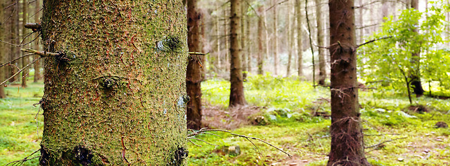 Image showing Panorama of tree trunks in forest background during the day outside. Quiet magical woodland with greenery and wild grass between pine trees in nature. Mysterious landscape to explore for copy space