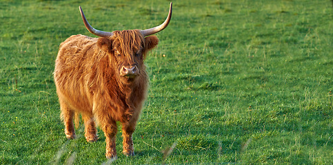 Image showing Scottish breed of cattle and livestock on a farm for beef industry. Landscape with animal in nature. Brown hairy highland cow with horns on a green field in a rural countryside with copy space.