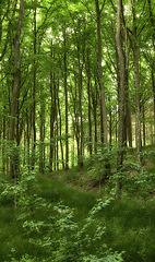 Image showing Wild trees growing in a forest with green plants and shrubs. Scenic landscape of tall wooden trunks with lush leaves in nature at spring. Peaceful scenery and magical views in a park or woods outside